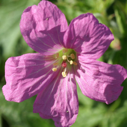 Ooievaarsbek 'Rosenlicht' - Geranium oxonianum rosenlicht - Tuinplanten