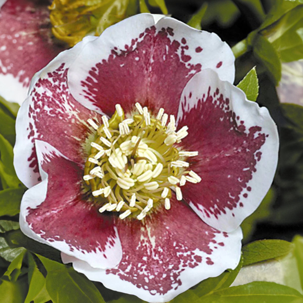 Kerstroos 'White Lady Spotted' - Helleborus orientalis white lady spotted - Bakker