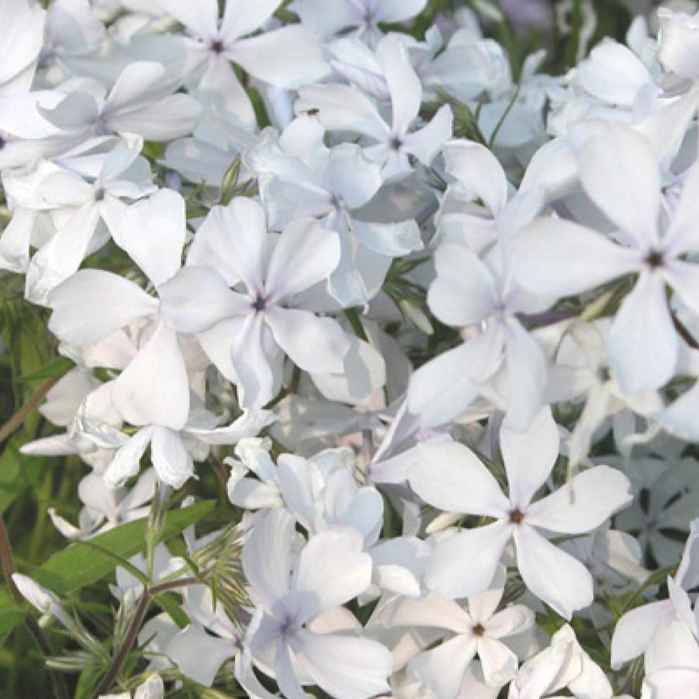 Vlambloem 'May Breeze' - Phlox divaricata may breeze - Bakker