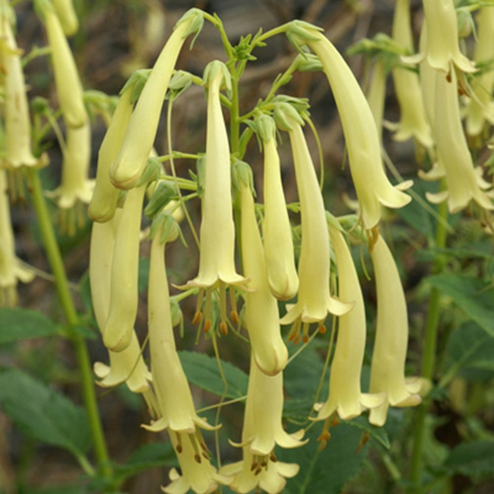 Kaapse Fuchsia Moonraker - Bakker