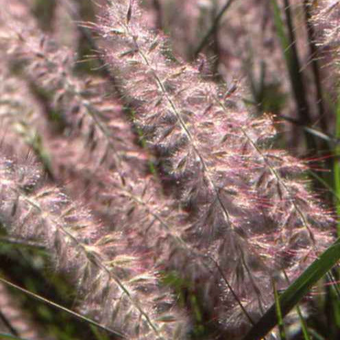 Pennisetum orientale - Lampenpoetsersgras / Oosters fonteingras - Pennisetum