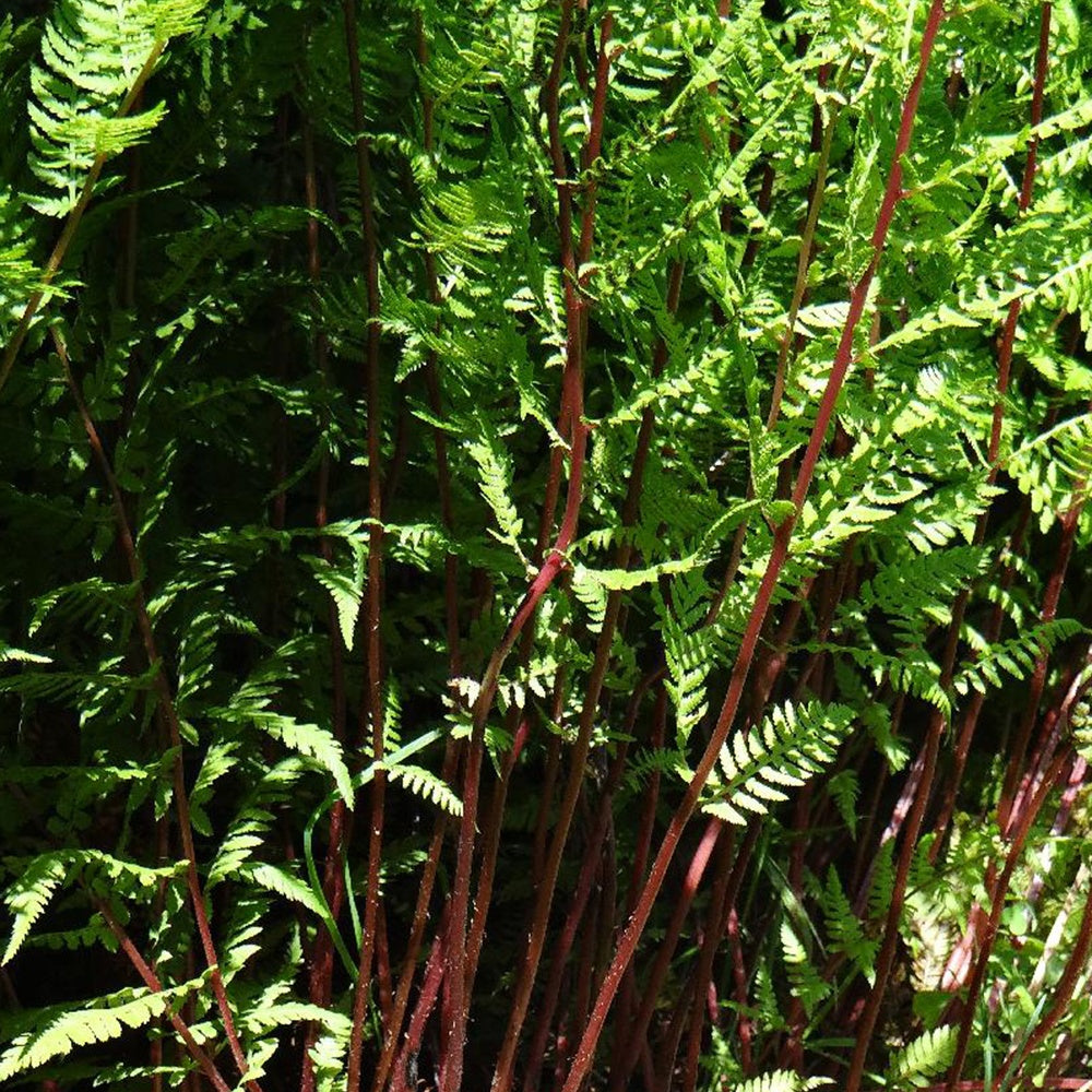Wijfjesvaren 'Lady in Red' - Bakker