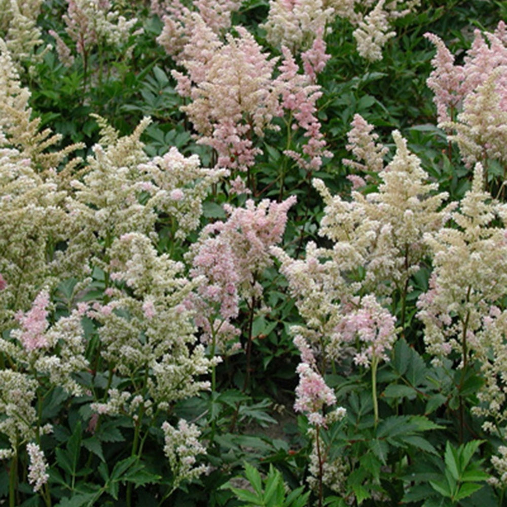 Pluimspirea 'Peach Blossom' - Astilbe peach blossom ( japonica group ) - Bakker