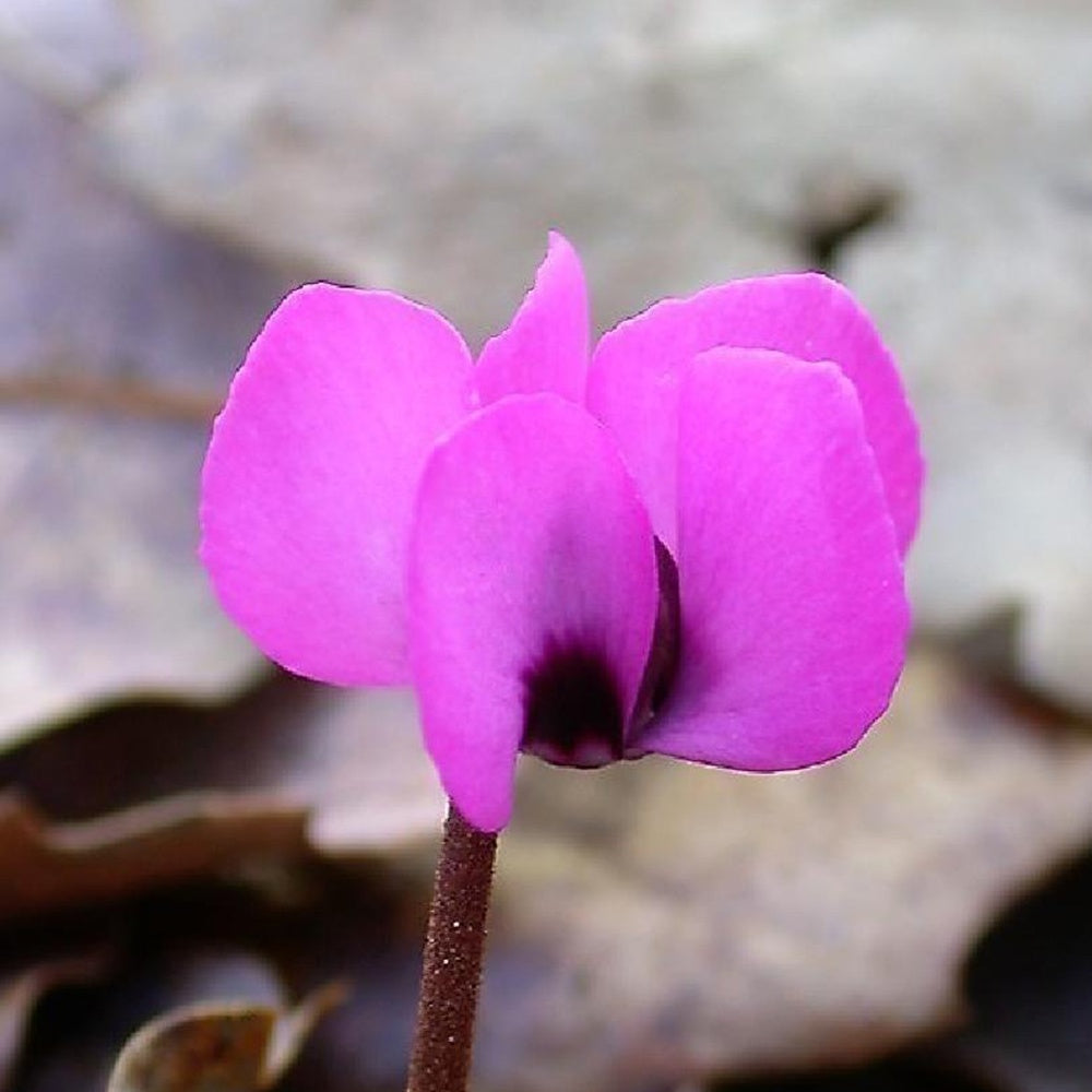 Alpenviooltje - Cyclamen coum - Bakker