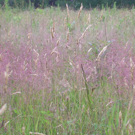 Liefdesgras - Bakker
