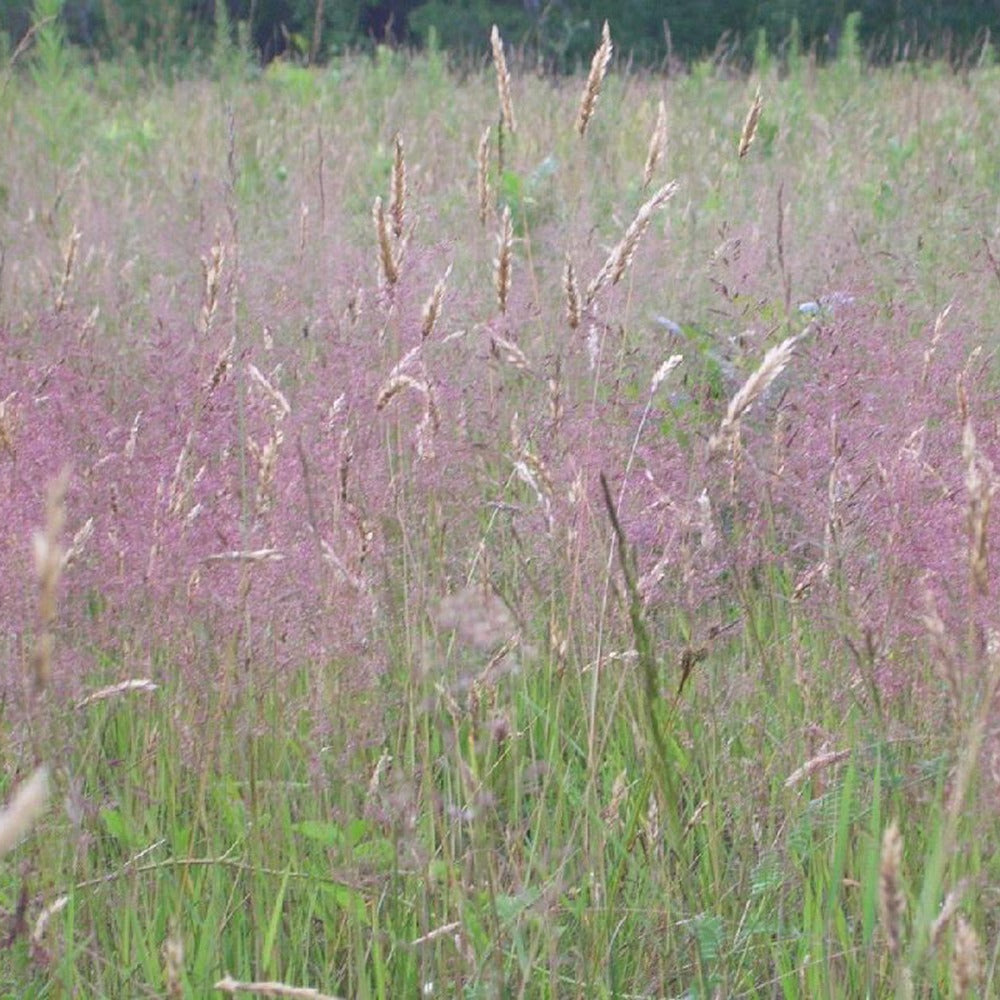 Liefdesgras - Bakker