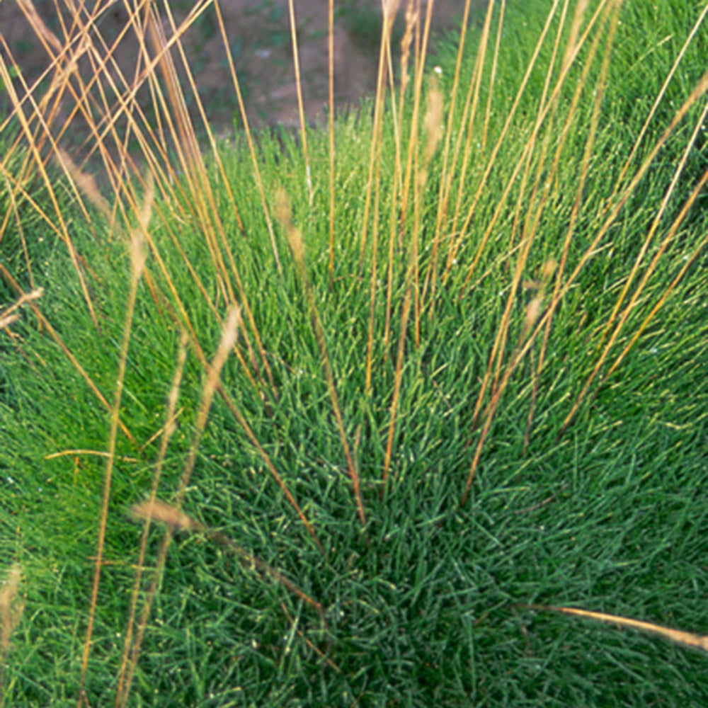 Blauw schapegras Gautier - Festuca gautieri (scoparia) - Bakker