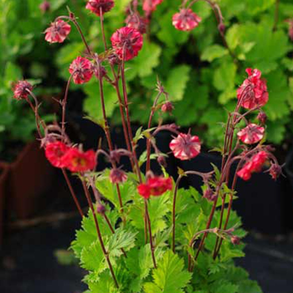 Geum 'Flames of Passion'® - Geum flames of passion ® - Bakker