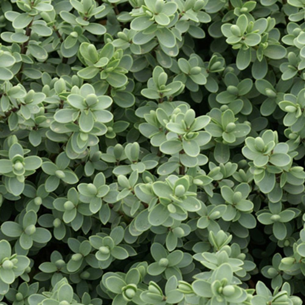 Verkoop Struikveronica - Hebe carnosula