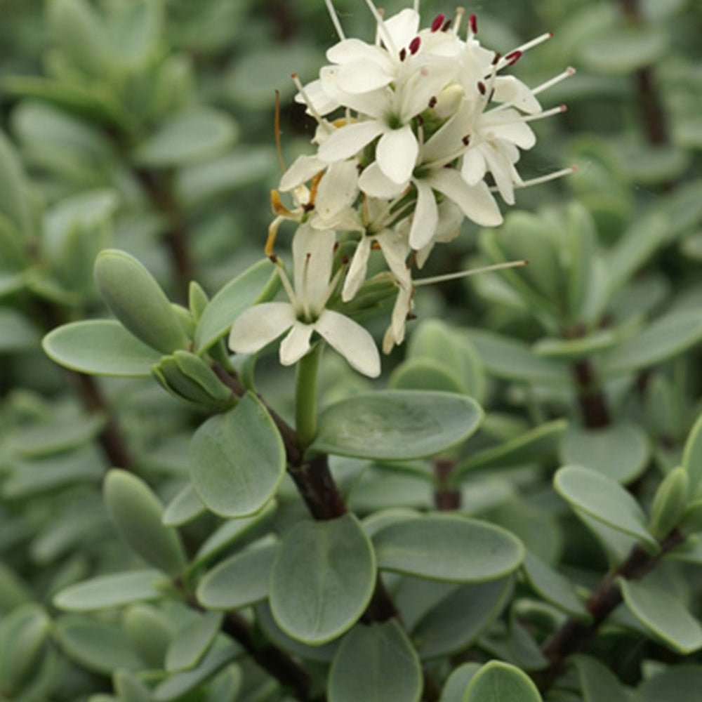Wintergroene heesters - Struikveronica - Hebe carnosula