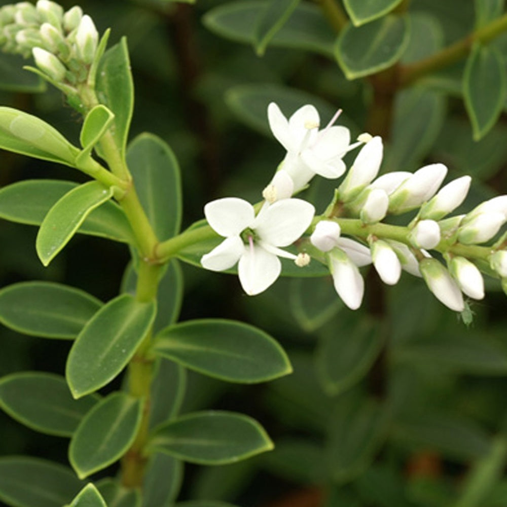 Struikveronica - Hebe carnosula - Bakker