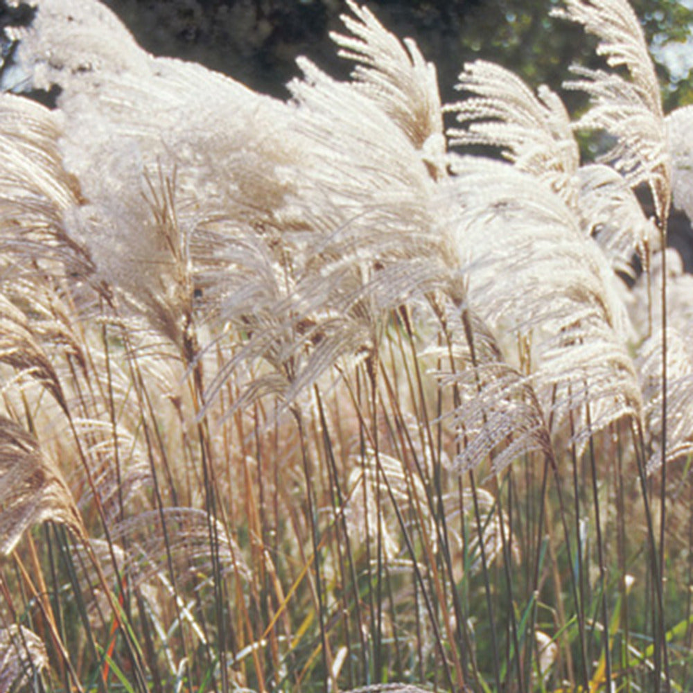 Miscanthus sinensis malepartus - Prachtriet 'Malepartus' - Miscanthus - Chinees riet