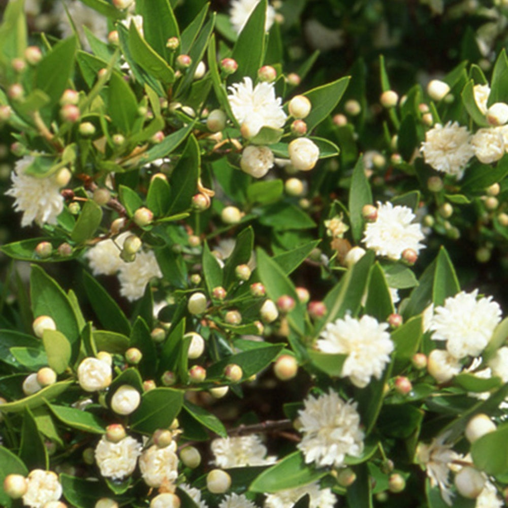 Mirthe 'Flore Pleno' - Myrtus communis flore pleno - Bakker
