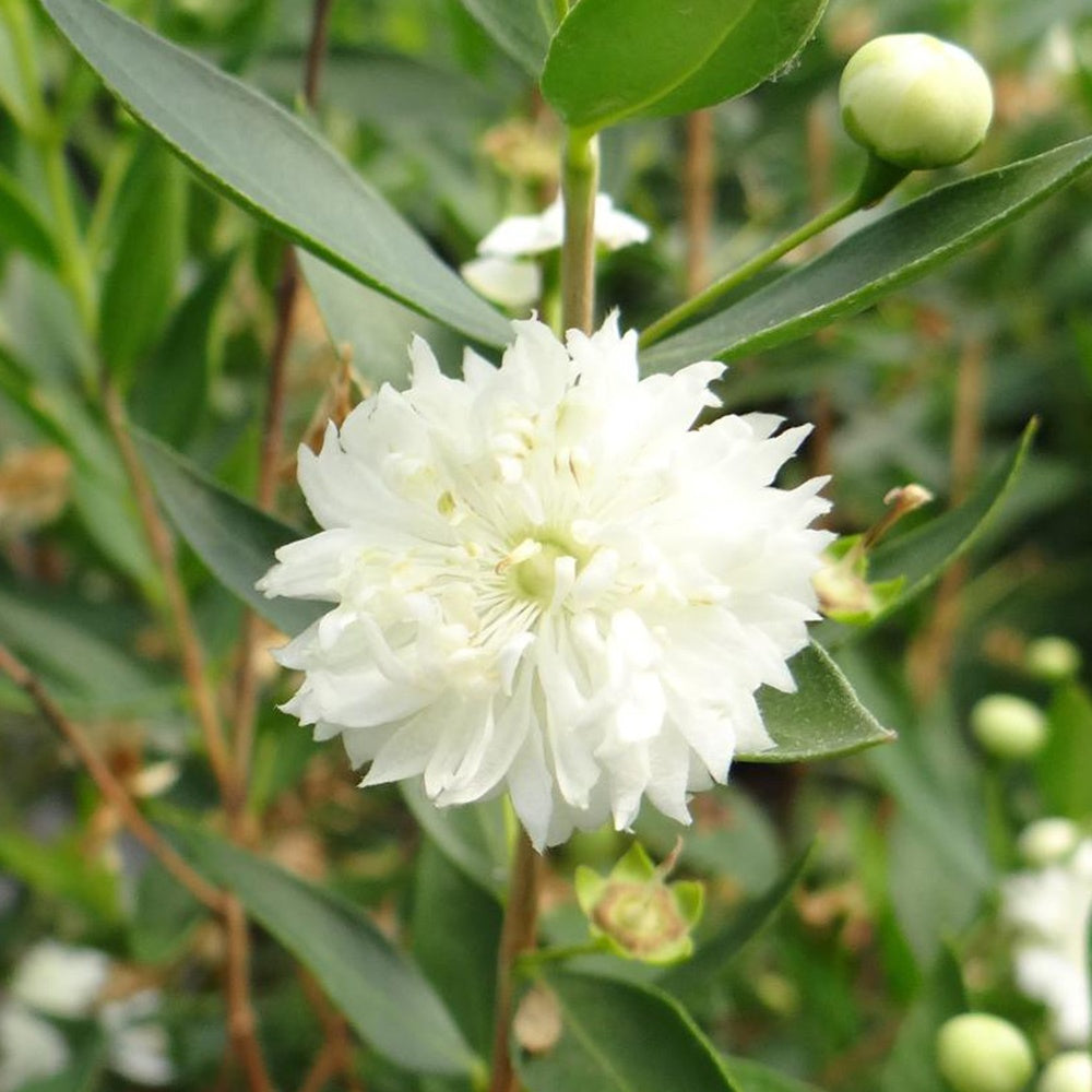 Mirthe 'Flore Pleno' - Bakker