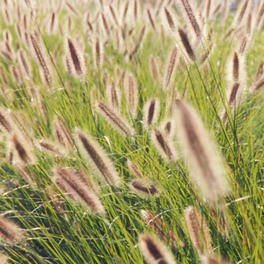 Lampenpoetsersgras 'Japonicum' - Pennisetum alopecuroides japonicum - Heesters en vaste planten