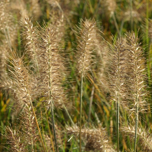 Lampenpoetsersgras 'Little Bunny' - Pennisetum alopecuroides little bunny - Heesters en vaste planten