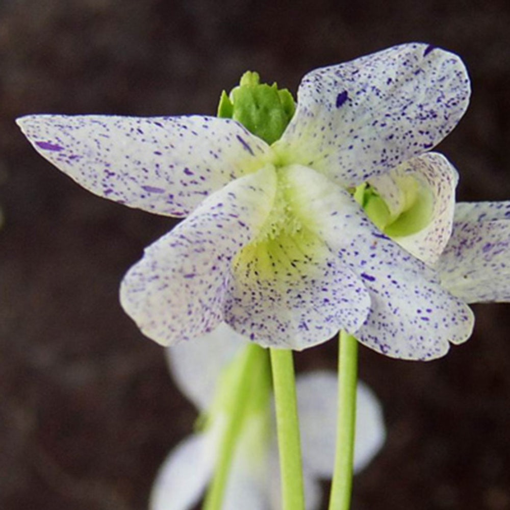 Viooltje 'Freckles' - Viola sororia freckles - Bakker