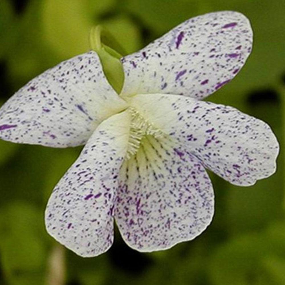 Viooltje 'Freckles' - Bakker