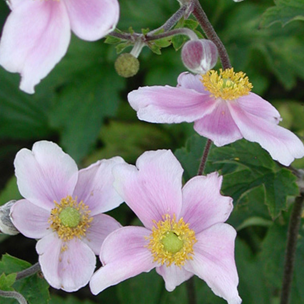 Herfstanemoon 'Robustissima' - Anemone tomentosa 'robustissima' - Bakker