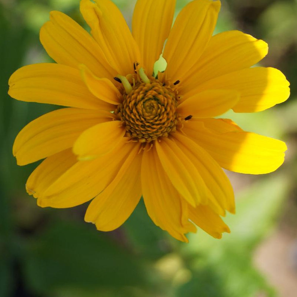 Zonneoog 'Sommer Sonne' - Heliopsis helianthoides Summer Sun - Bakker