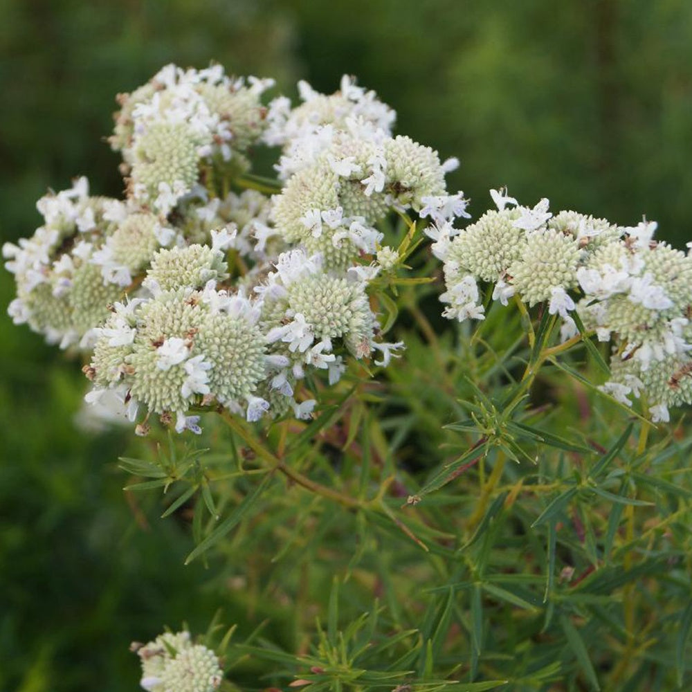 Bergmunt - Pycnanthemum flexuosum - Bakker