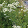 Bergmunt - Psycnanthemum flexuosum - Vaste planten