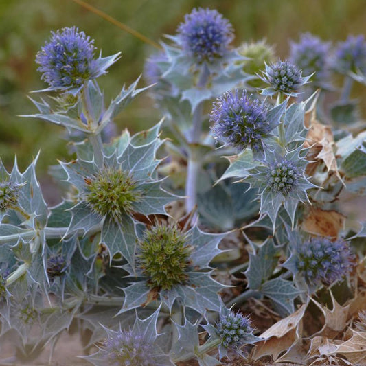 Blauwe zeedistel - Bakker
