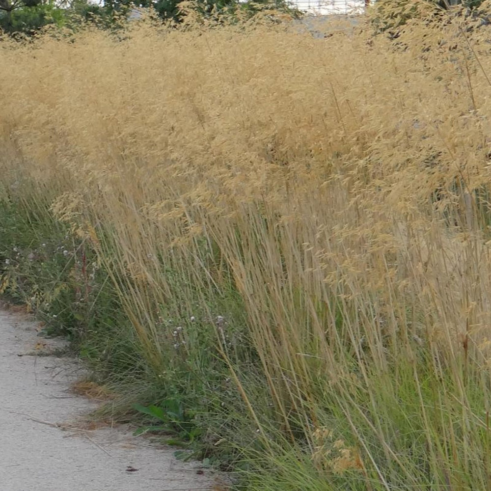 Stipa - Vedergras Avoine - Stipa gigantea