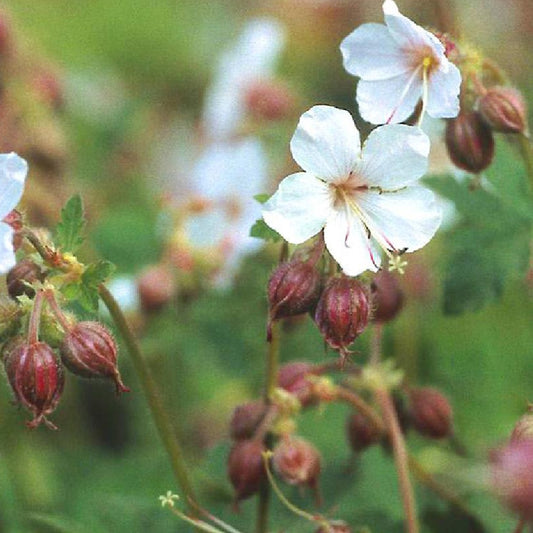 Ooievaarsbek Balkans Spessart - Geranium macrorrhizum spessart - Heesters en vaste planten