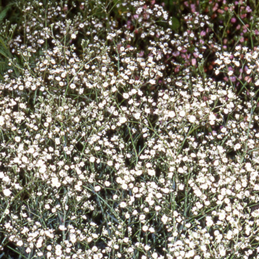 Gipskruid 'Bristol Fairy' - Bakker