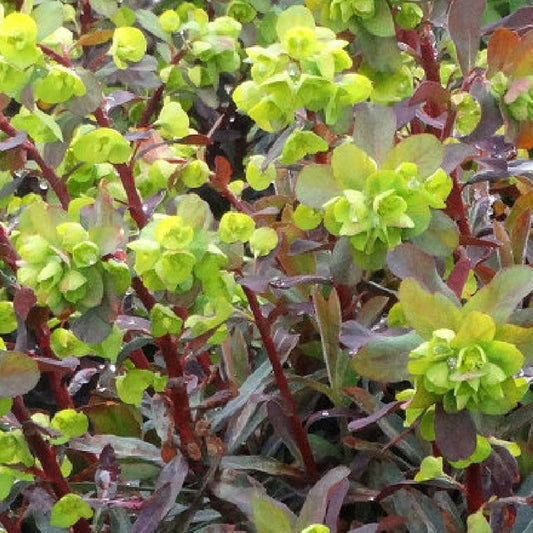 Wolfsmelk 'Ruby Gold' - Euphorbia amygdaloides ruby glow - Heesters en vaste planten