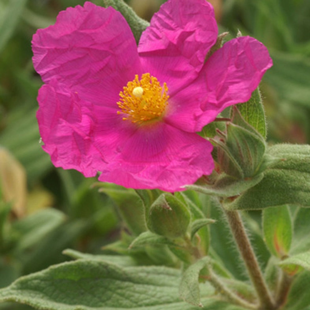 Cistus pulverulentus - Cistusroos - Cistus