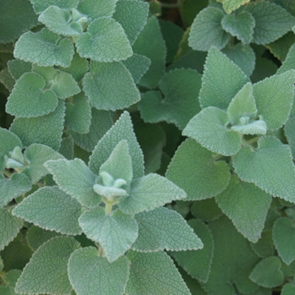 Ballota hirsuta - Bakker