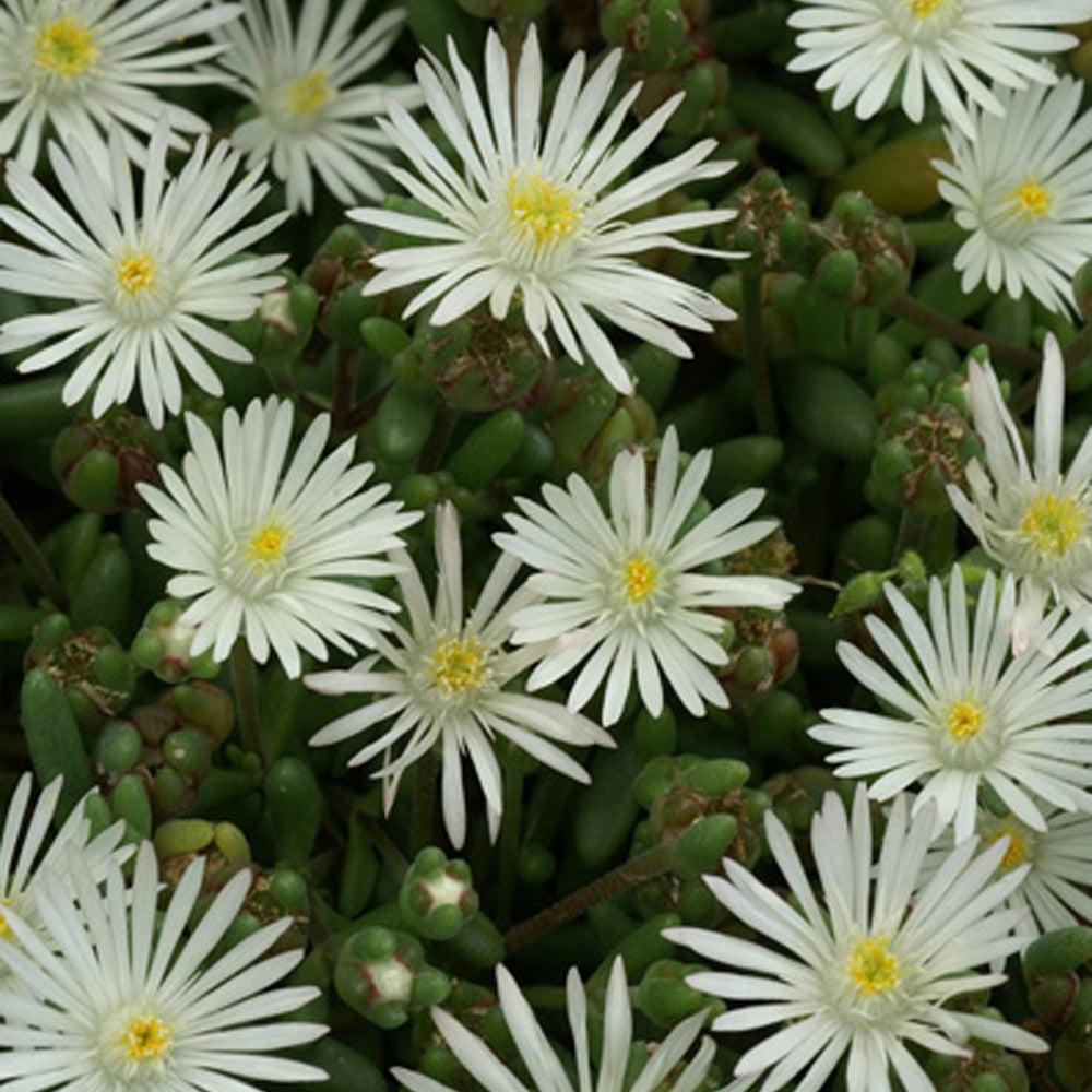 IJsbloem 'Graaf Reinet' - Delosperma 'graaf reinet' - Bakker