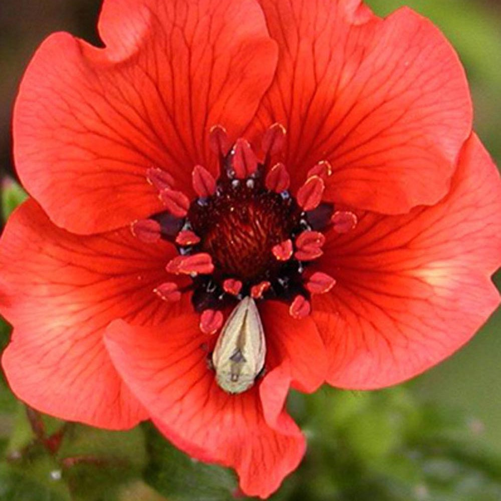 Potentilla atrosanguinea - Rode ganzerik - Vaste planten