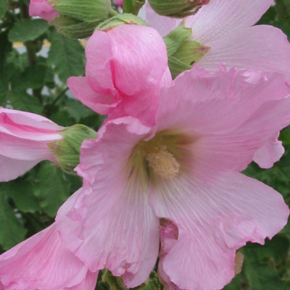 Stokroos - vijgbladig - Alcea ficifolia - Bakker