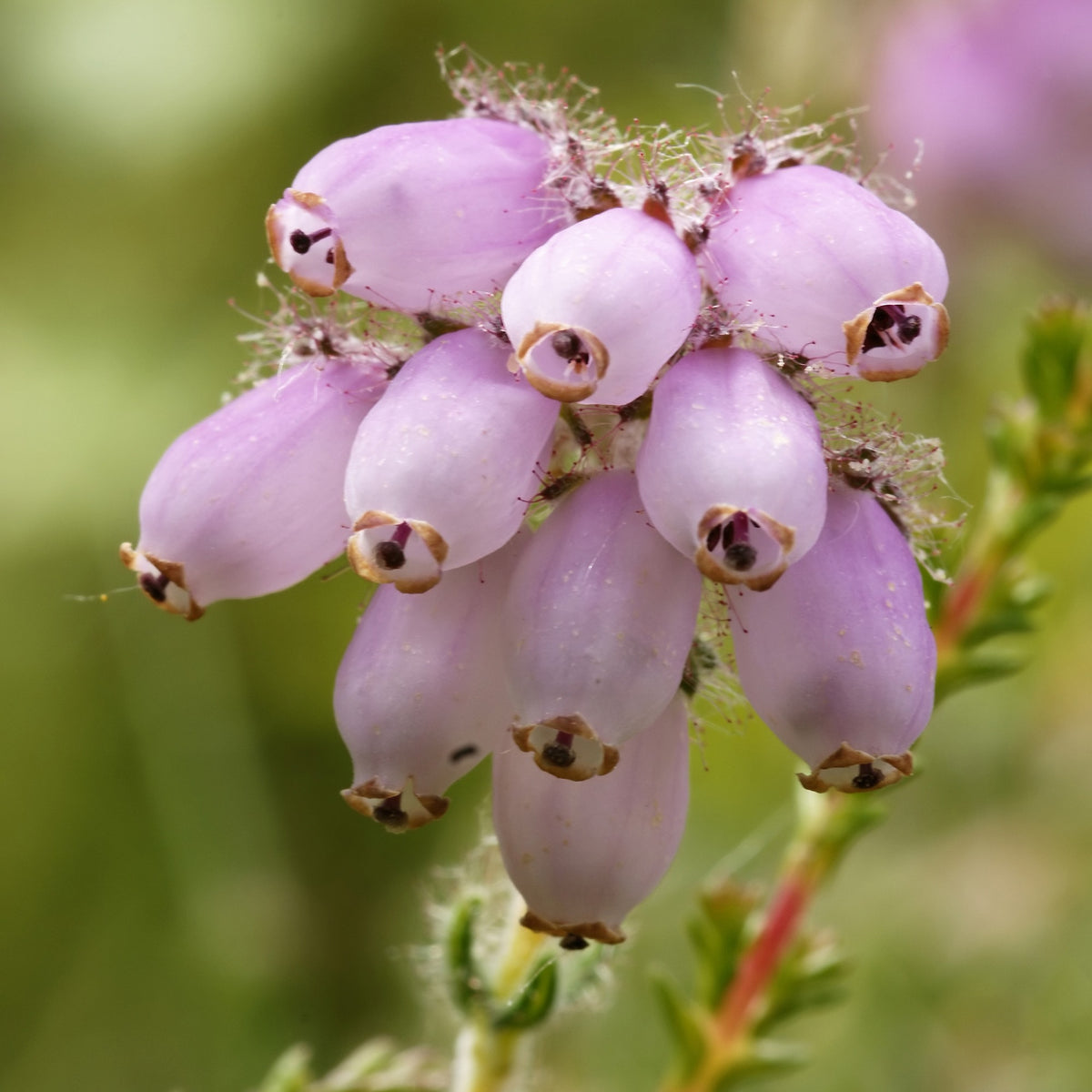 Dopheide 'Rosea' - Bakker