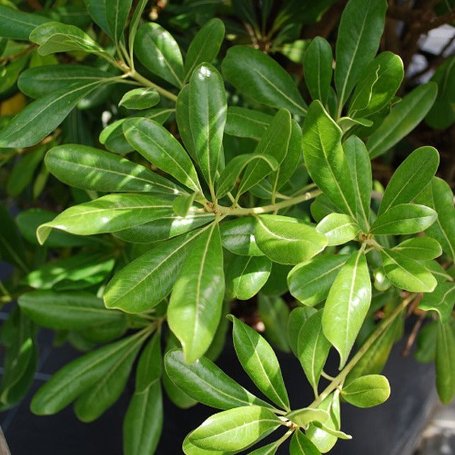 Wintergroene heesters - Australische Laurier - Pittosporum tobira