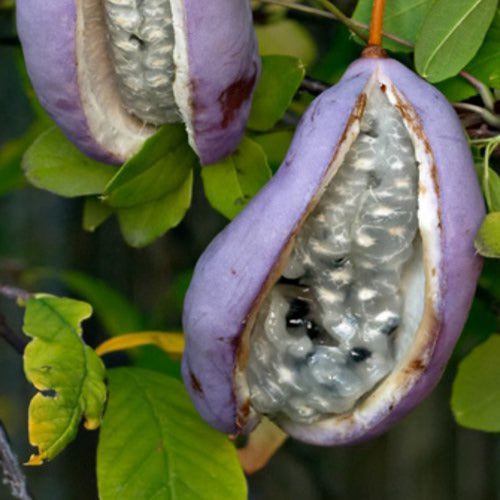 Akebia quinata - Schijnaugurk - Klimplanten