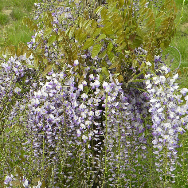 Wisteria sinensis 'caroline' - Blauwe regen Wisteria 'Caroline' - Wisteria