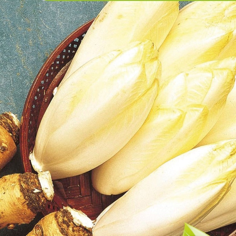 Slazaden - Witlof Mechelse Middelvroeg Bio - Cichorium intybus mechelse middelvroeg