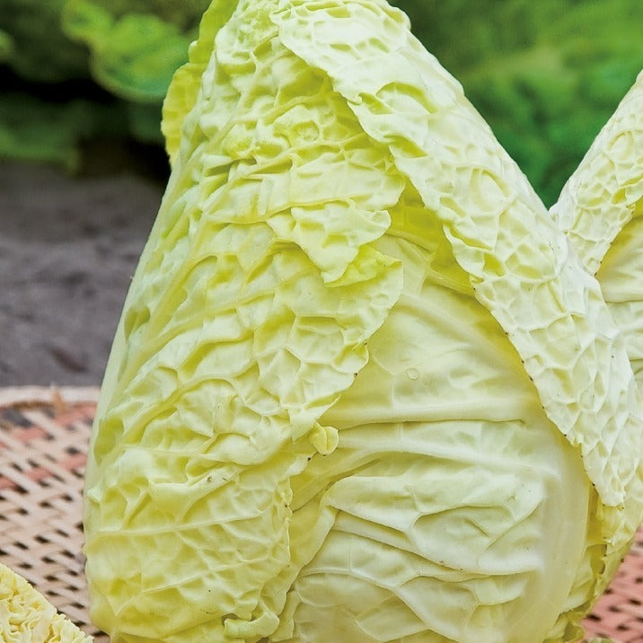 Savooiekool Bloemendaalse Gele Bio - Bakker