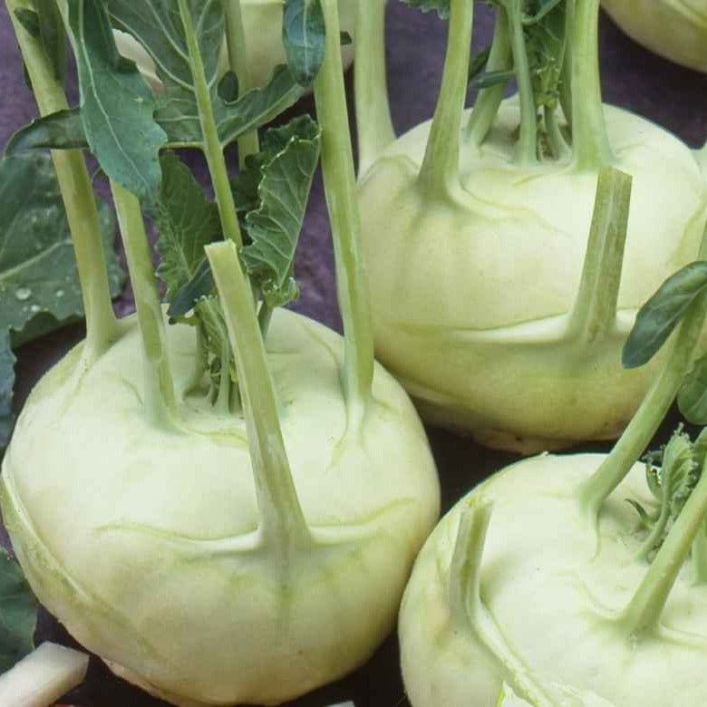 Koolrabi 'Lanro' - BIO - Bakker