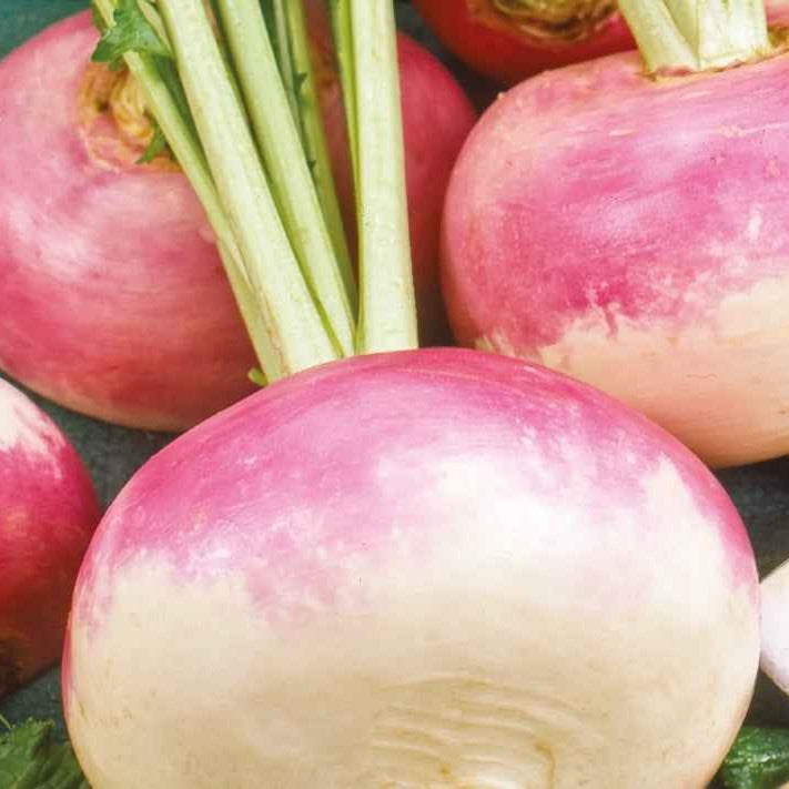 Zaden Raap 'Milan' BIO Brassica rapa de milan