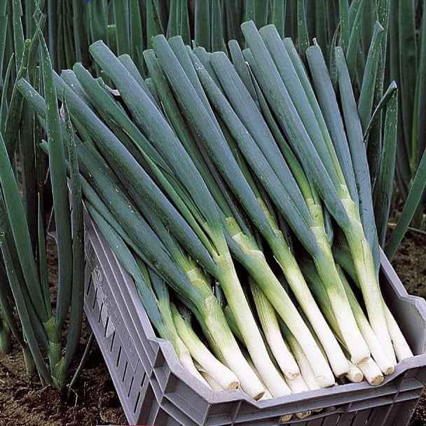 Verkoop Grof bieslook 'Ishikura Long White'