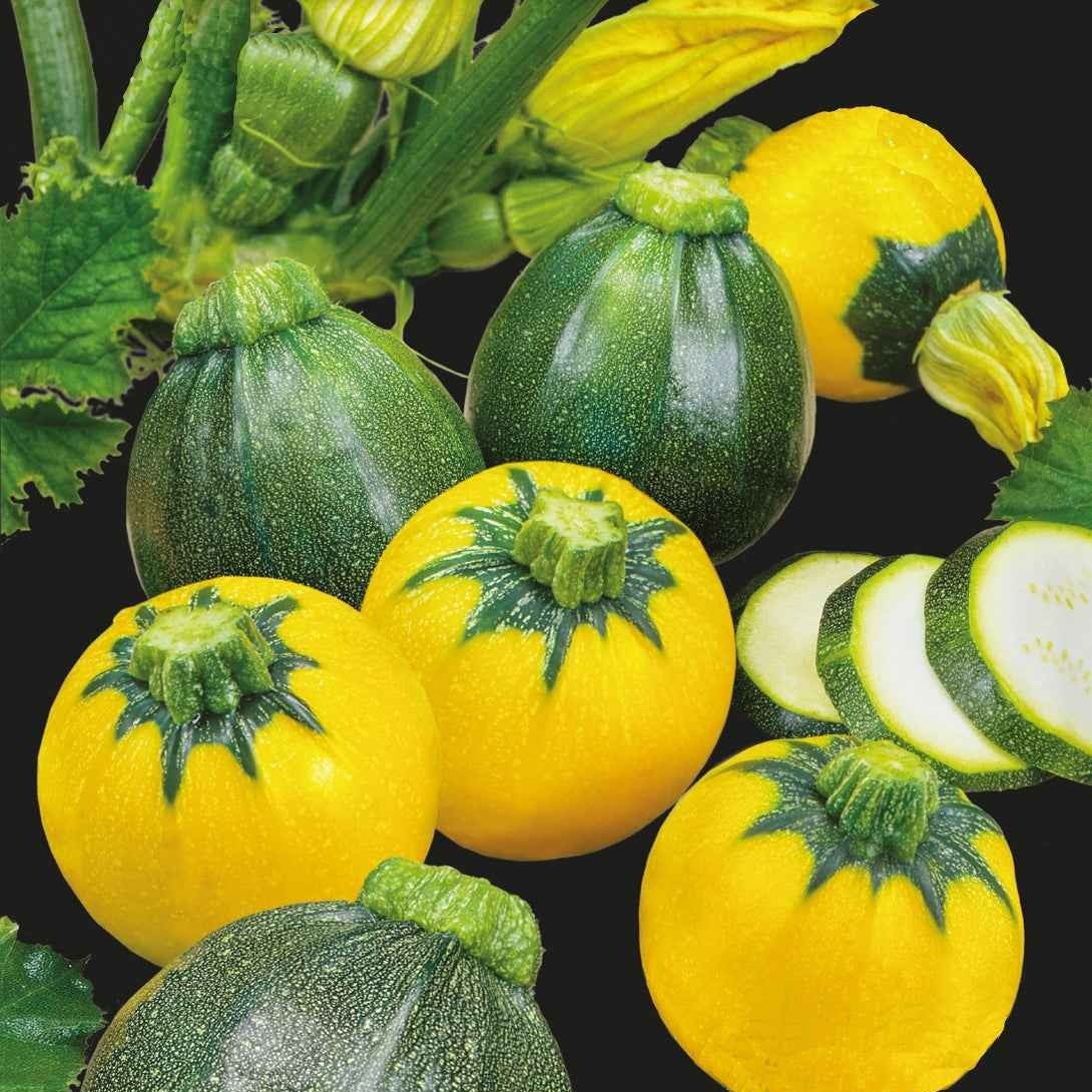 Courgette 'Eight & One Ball F1' - Bakker