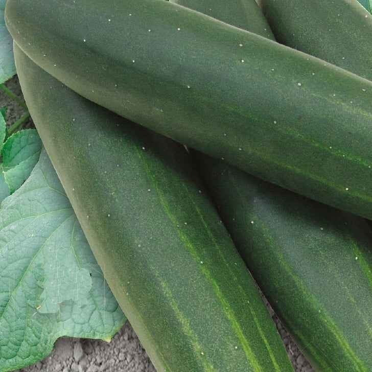 Komkommer 'Sonja F1' - BIO - Cucumis sativus sonja f1 - Bakker