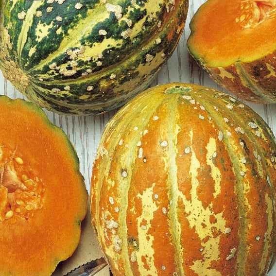 Cucumis melo oranje ananas - Meloen 'Oranje Ananas' - Meloenzaden