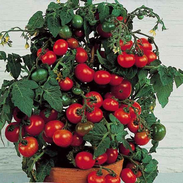 Lycopersicon lycopersicum minibel - Cherrytomaat 'Minibel' - Tomatenzaden