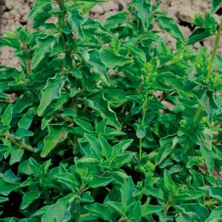 Verkoop Aromatische collectie #2